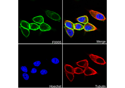 E-Cadherin Antibody