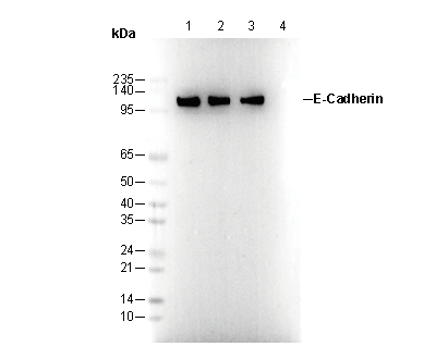 E-Cadherin Antibody