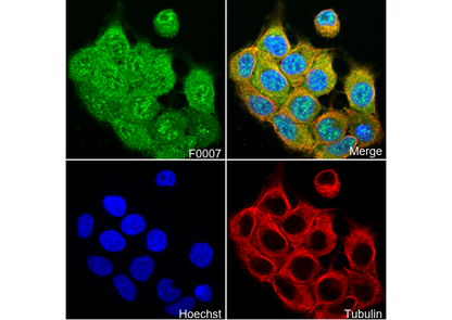 Phospho-p44/42 MAPK (Erk1/2) (T202/Y204) Antibody