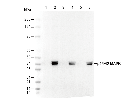 Phospho-p44/42 MAPK (Erk1/2) (T202/Y204) Antibody