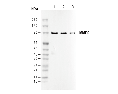 MMP9 Antibody