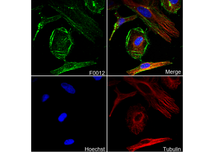 β-Actin Antibody