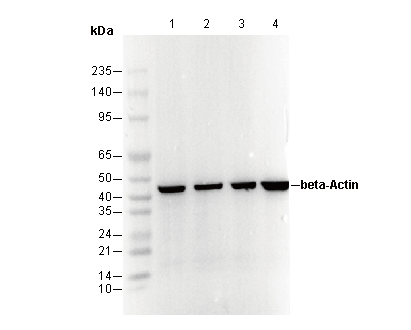 β-Actin Antibody
