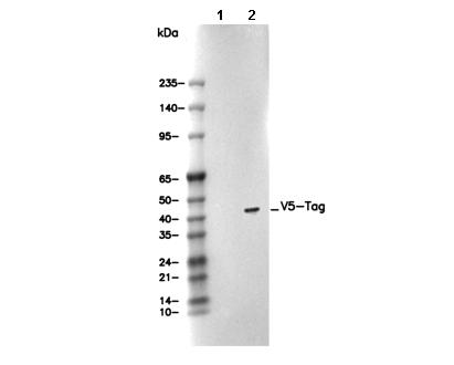 V5-Tag Antibody