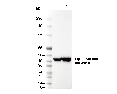 α-Smooth Muscle Actin Antibody