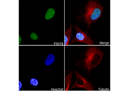 PCNA Antibody