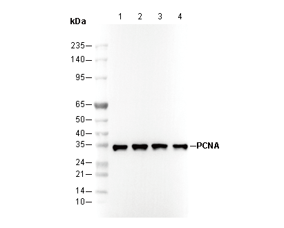 PCNA Antibody