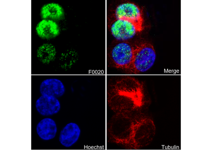 p53 Antibody