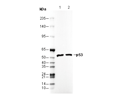 p53 Antibody