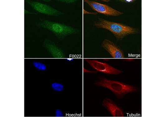 Cdk2 Antibody