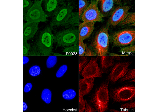 Phospho-RNA pol II CTD (Ser5) Antibody