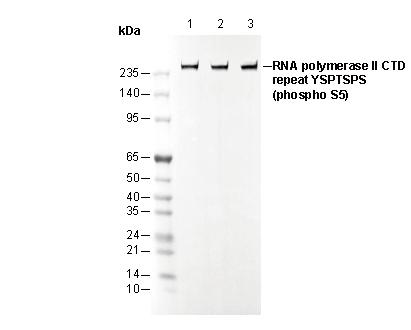Phospho-RNA pol II CTD (Ser5) Antibody