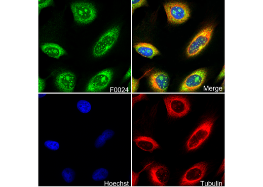 MCL1 Antibody