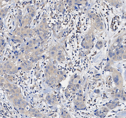 MCL1 Antibody