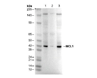 MCL1 Antibody