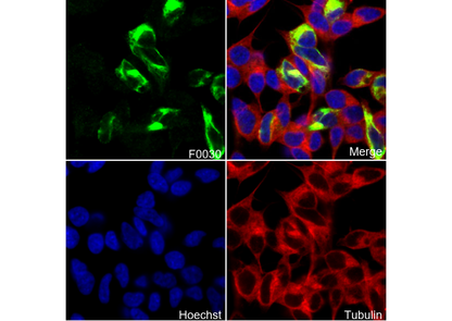 APP A4 Antibody