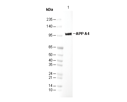 APP A4 Antibody