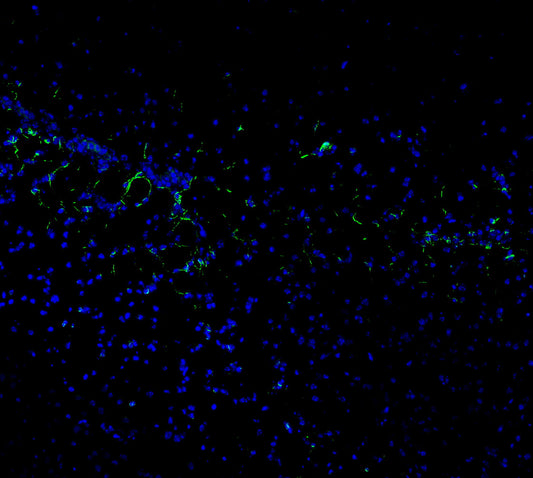 Nestin Antibody