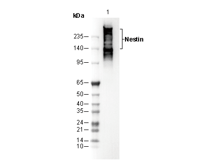 Nestin Antibody