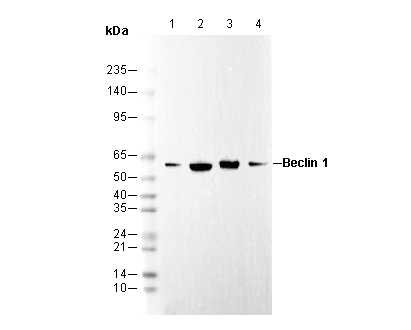 Beclin 1 Antibody