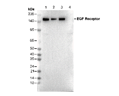 EGF Receptor Antibody