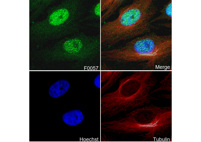 Histone H3 Antibody