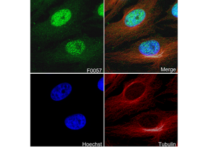 Histone H3 Antibody