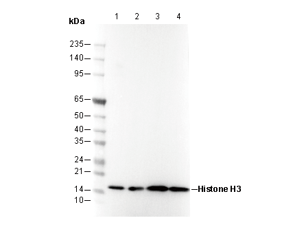 Histone H3 Antibody