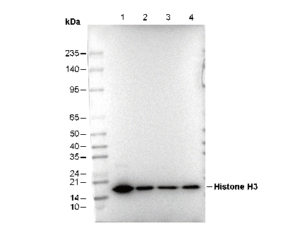Histone H3 (di methyl Lys9) Antibody