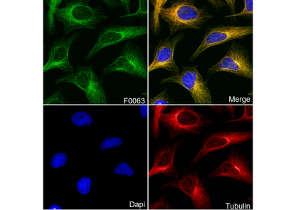α-Tubulin Antibody