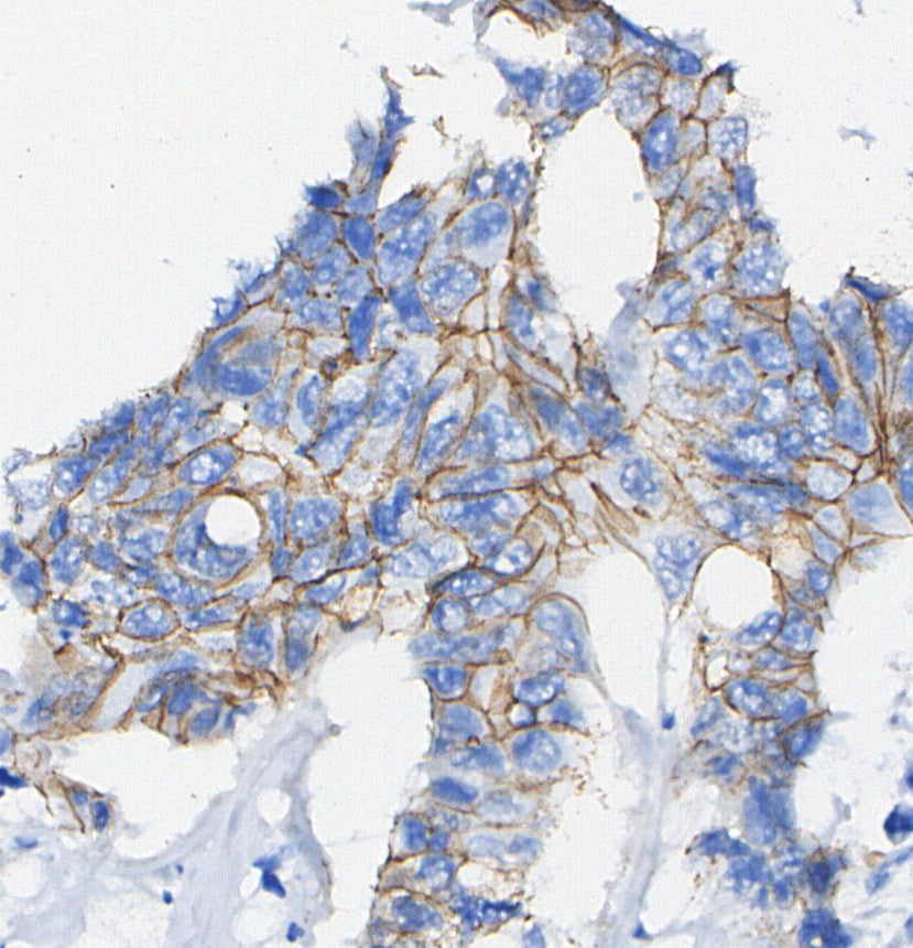 α-Tubulin Antibody