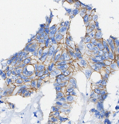 α-Tubulin Antibody