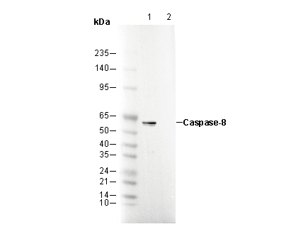 Caspase-8 Antibody