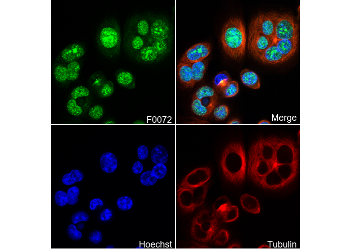 Rho A Antibody
