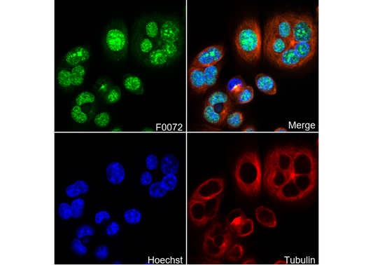 Rho A Antibody