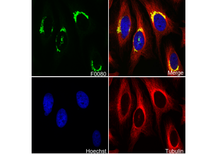 GM130 Antibody