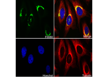 GM130 Antibody