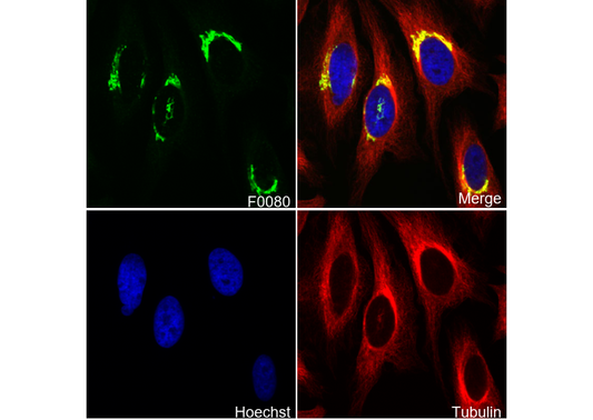 GM130 Antibody