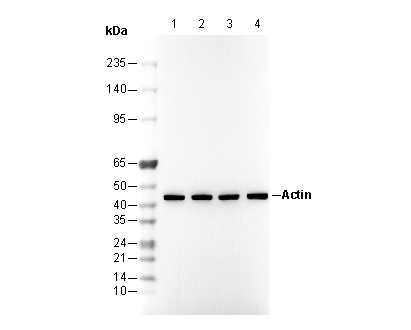 Actin Antibody
