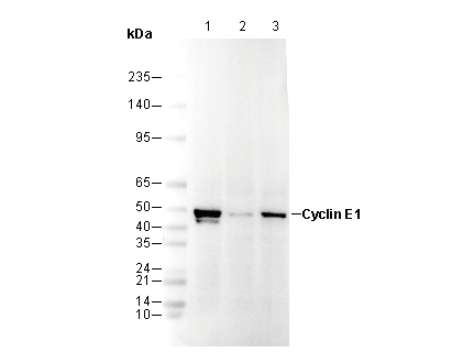 Cyclin E1 Antibody