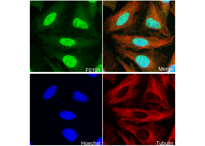 HIF-1α Antibody