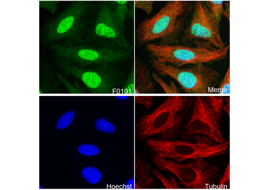 HIF-1α Antibody