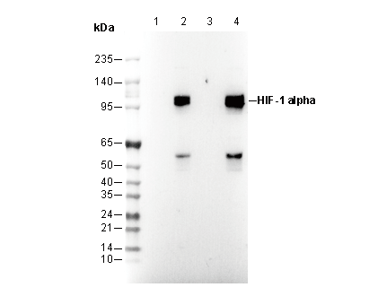 HIF-1α Antibody