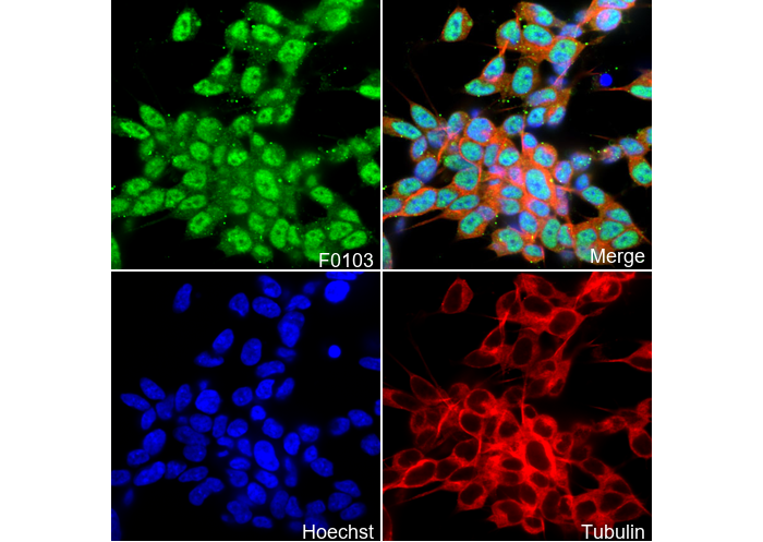 NeuN Antibody