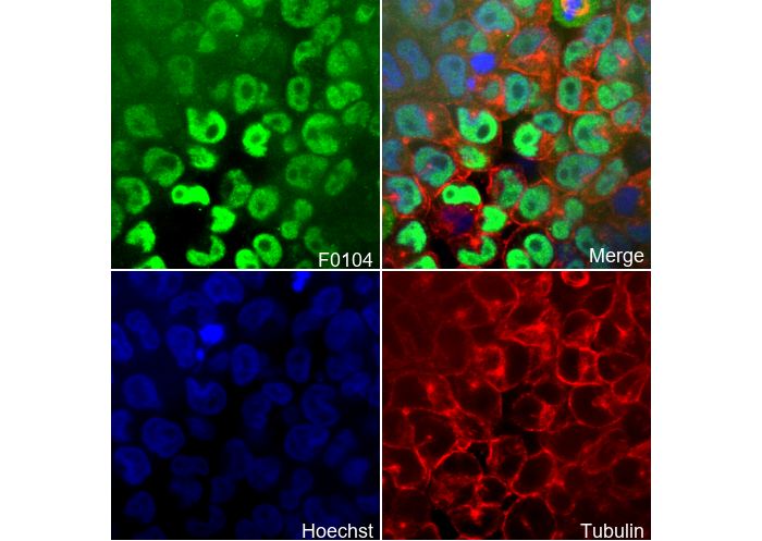 Oct4 Antibody