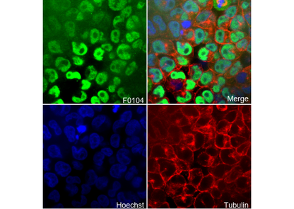 Oct4 Antibody
