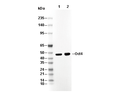 Oct4 Antibody