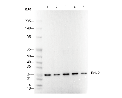 Bcl-2 Antibody