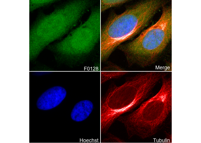 4E-BP1 Antibody