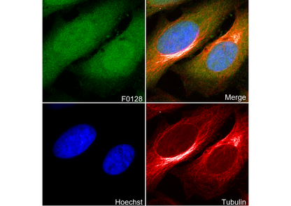 4E-BP1 Antibody